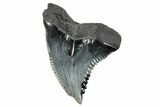 Snaggletooth Shark (Hemipristis) Tooth - Huge For Species #270014-1